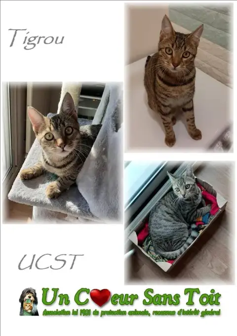 Tigrou