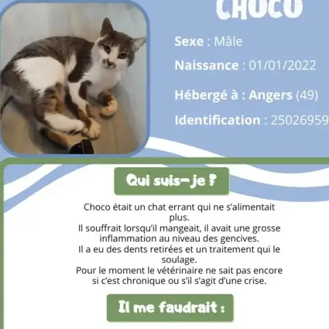 Choco