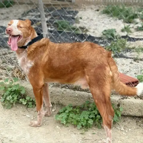 Alfonson photo 3