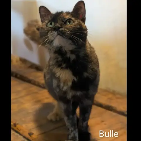 Bulle