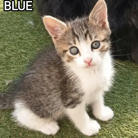 Blue