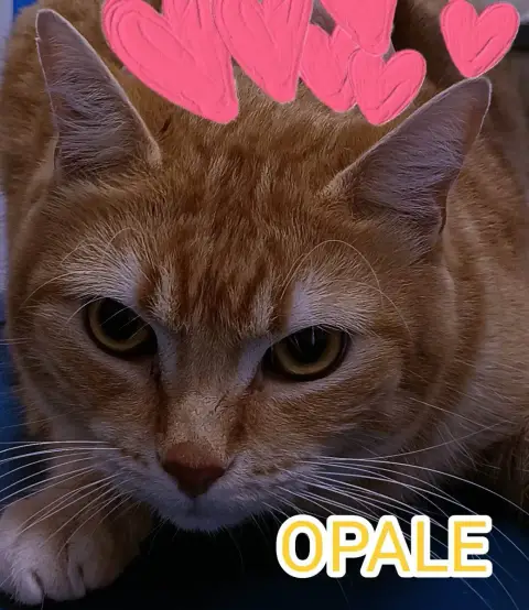 Opale