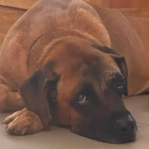 Rocco photo 2