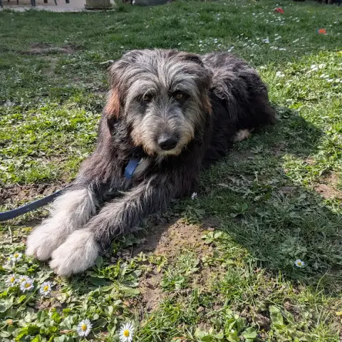 Baggy Urgence Sos Sinon Il Est Dehors  Adoption Ou Famille D photo 2