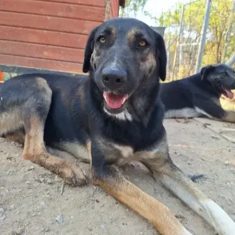 Pepita photo 2