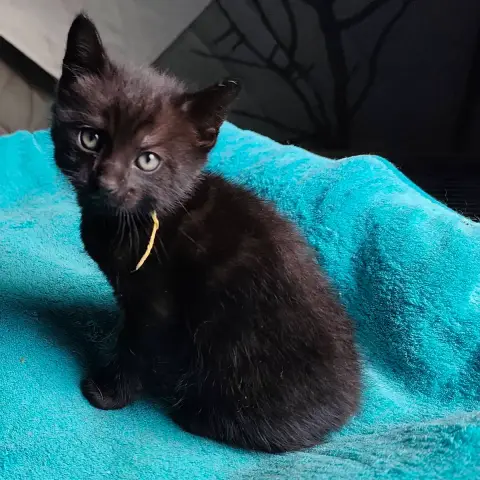 Barry