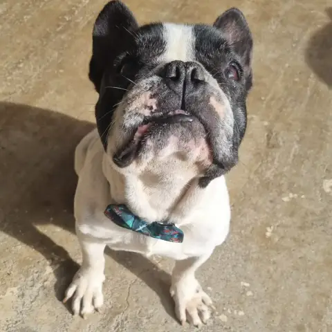Mozzy