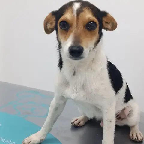 Indigo