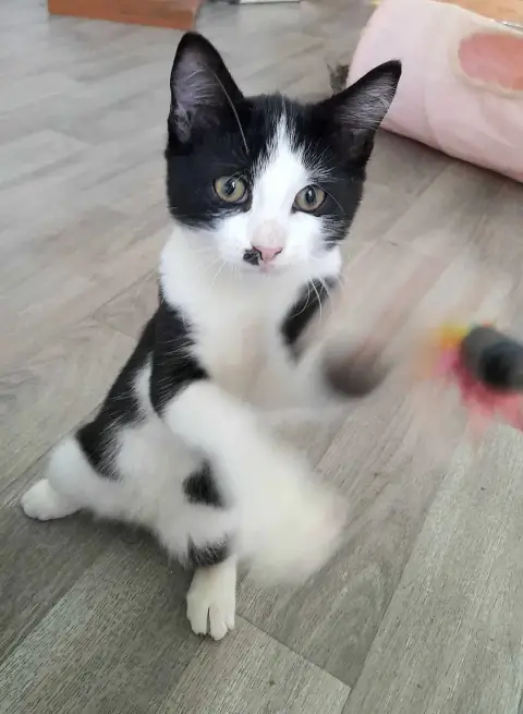 Zoom
