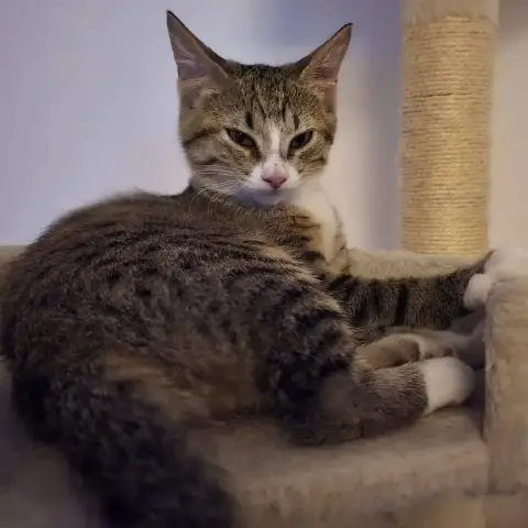 Balisto