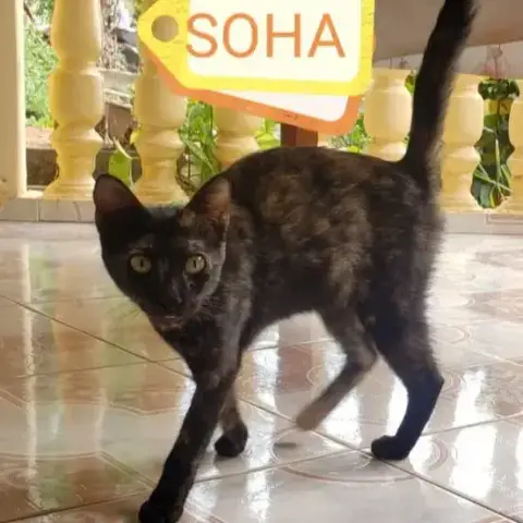 Soha photo 2