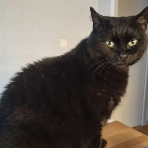 Tsuki photo 2