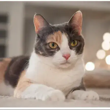 Ari