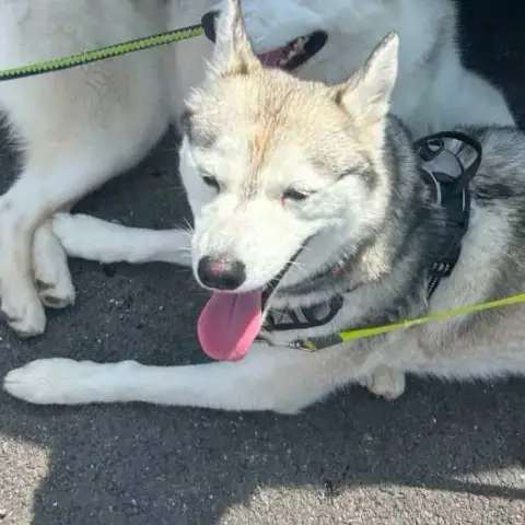 Adopter Talia