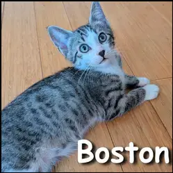 Boston