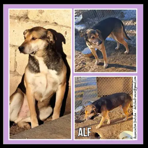 Alf