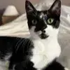 Kitty photo 2