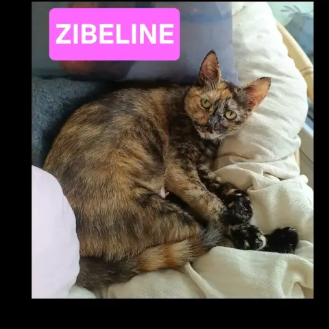 Zibeline