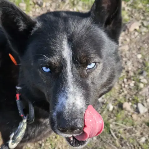 Max