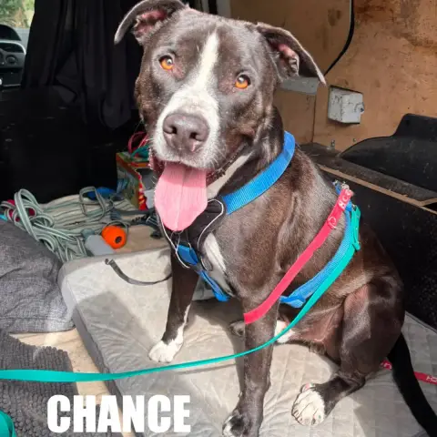 Chance photo 2