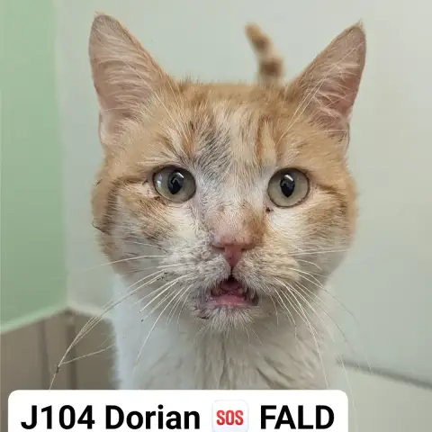 Dorian Sos