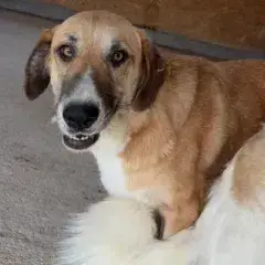 Mari