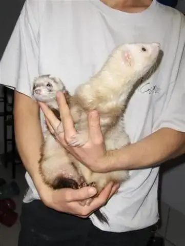 Cheyenne,Choubaka,Shiva,Punky