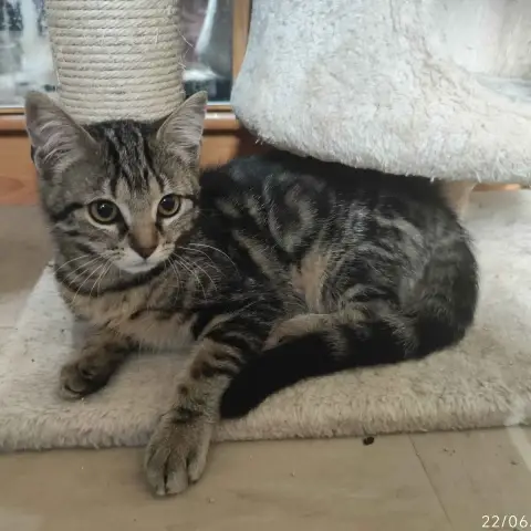 Calypso