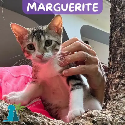 Marguerite