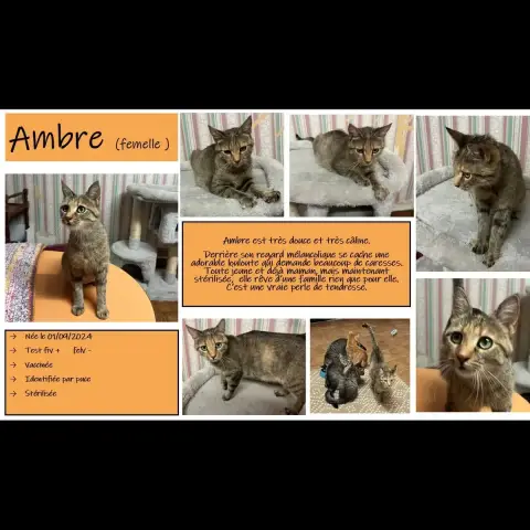 Ambre