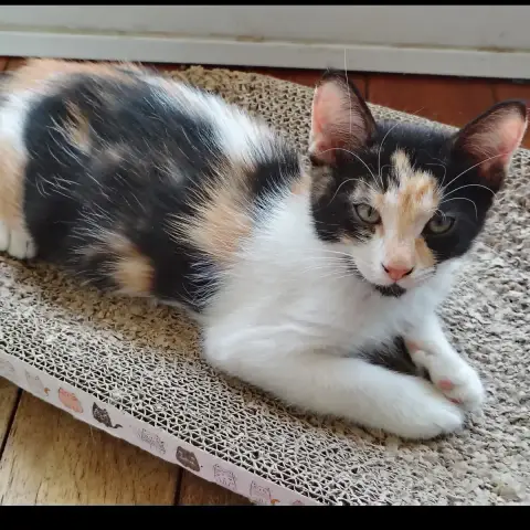 Baguette