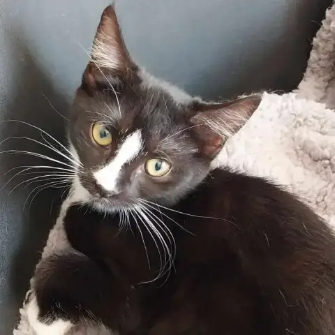 Zora