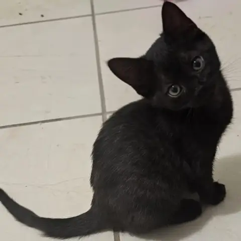 Beignet