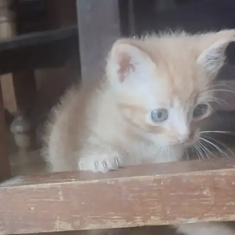 Benat