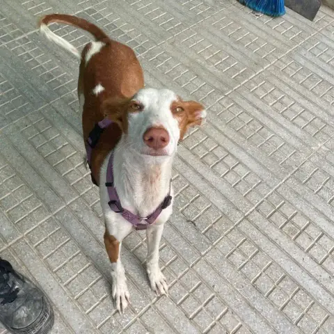 Bobi photo 3