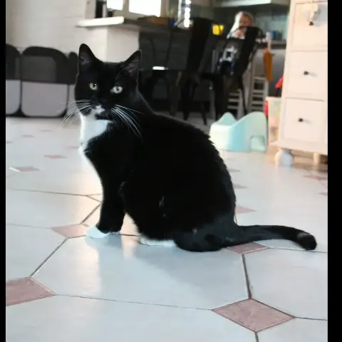 Bigoudi