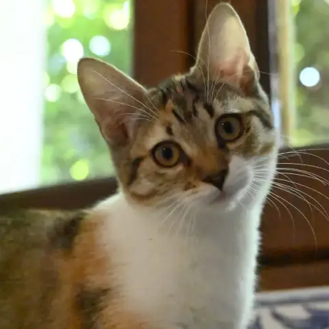 Aby