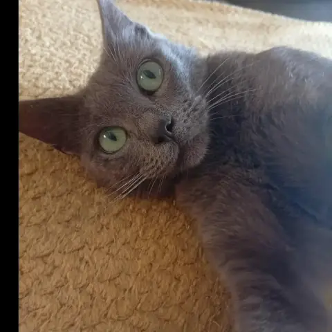 Jasmine
