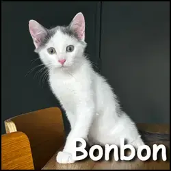 Bonbon