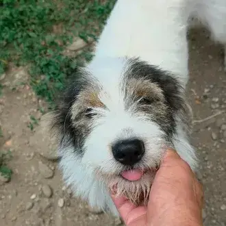 Ozie