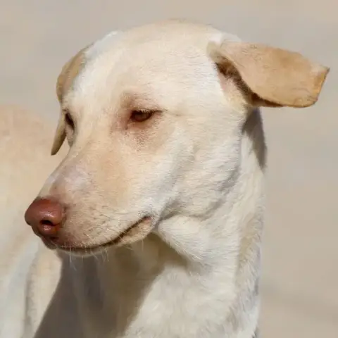 Zina