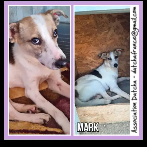 Mark