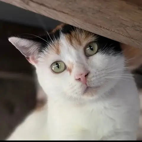 Marguerite