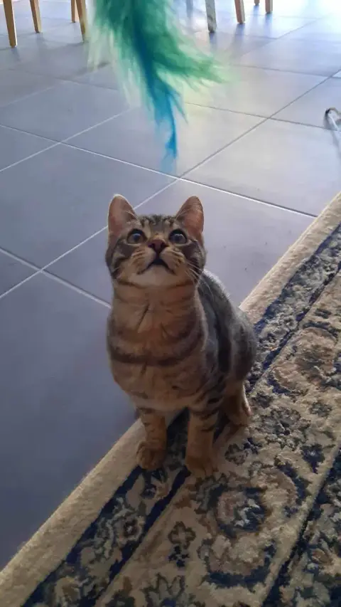Biscot