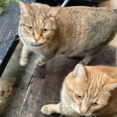 Mimine & Rougée