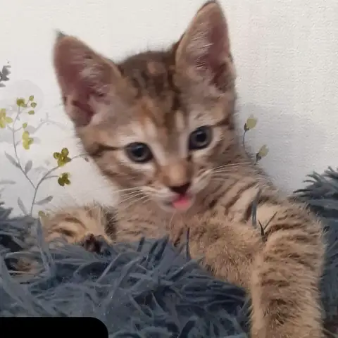 Mira