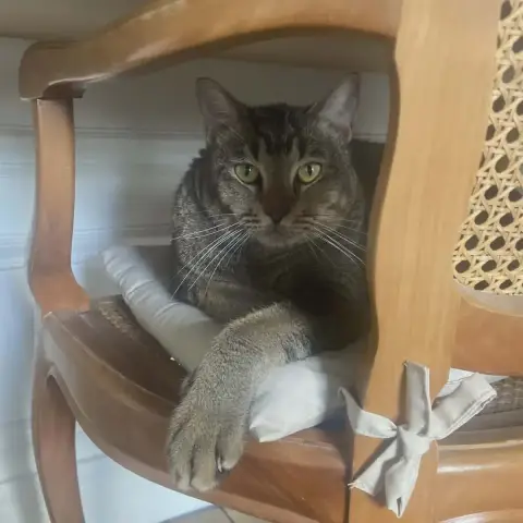 Joey