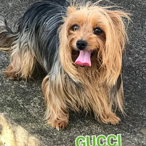 Gucci & Chanel photo 3