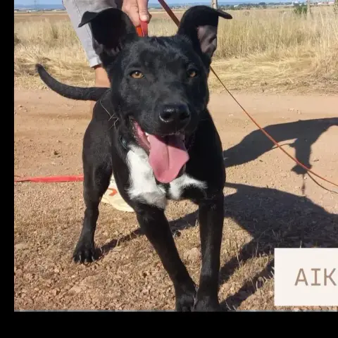 Aiko photo 3