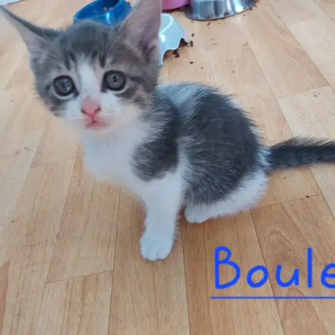 Boule